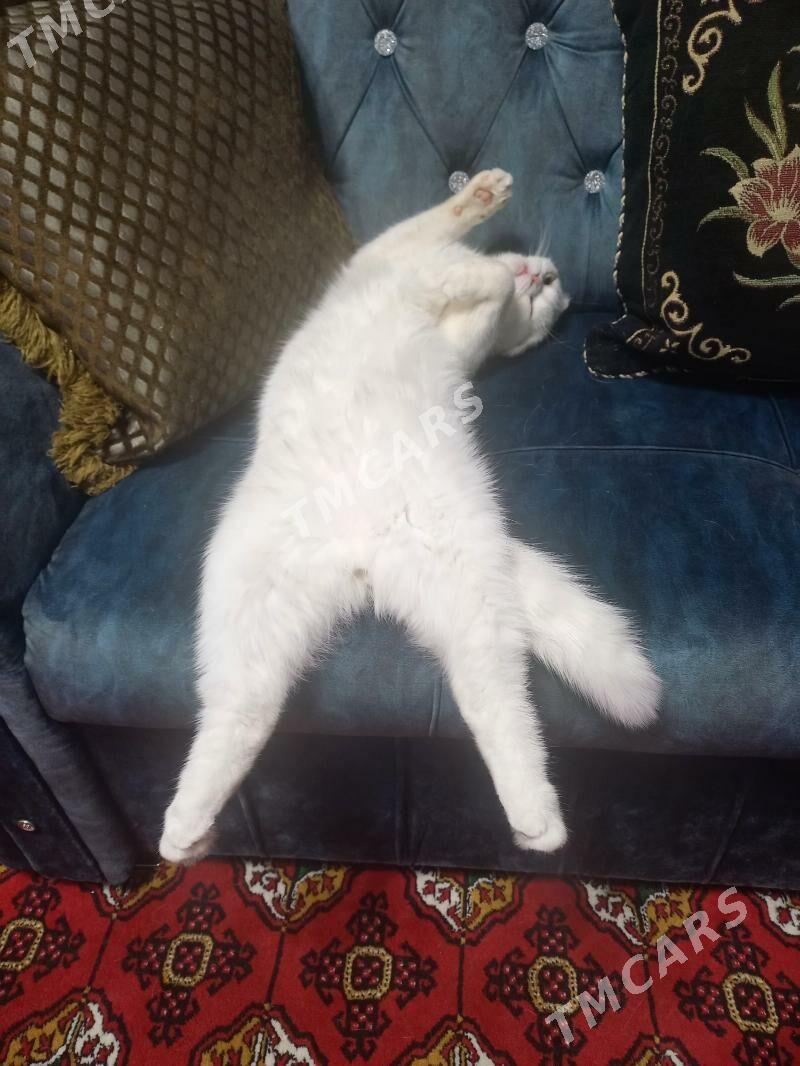 шотландский кот - Türkmenabat - img 7