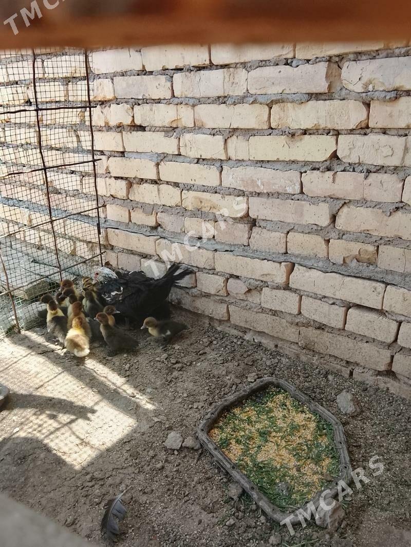  Ördek - Garabekewül - img 2