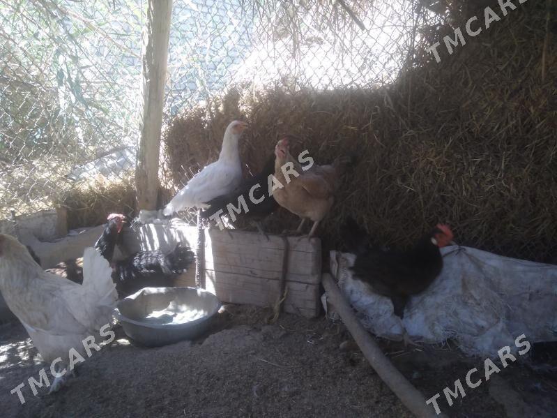 towuklar - Sakar - img 2