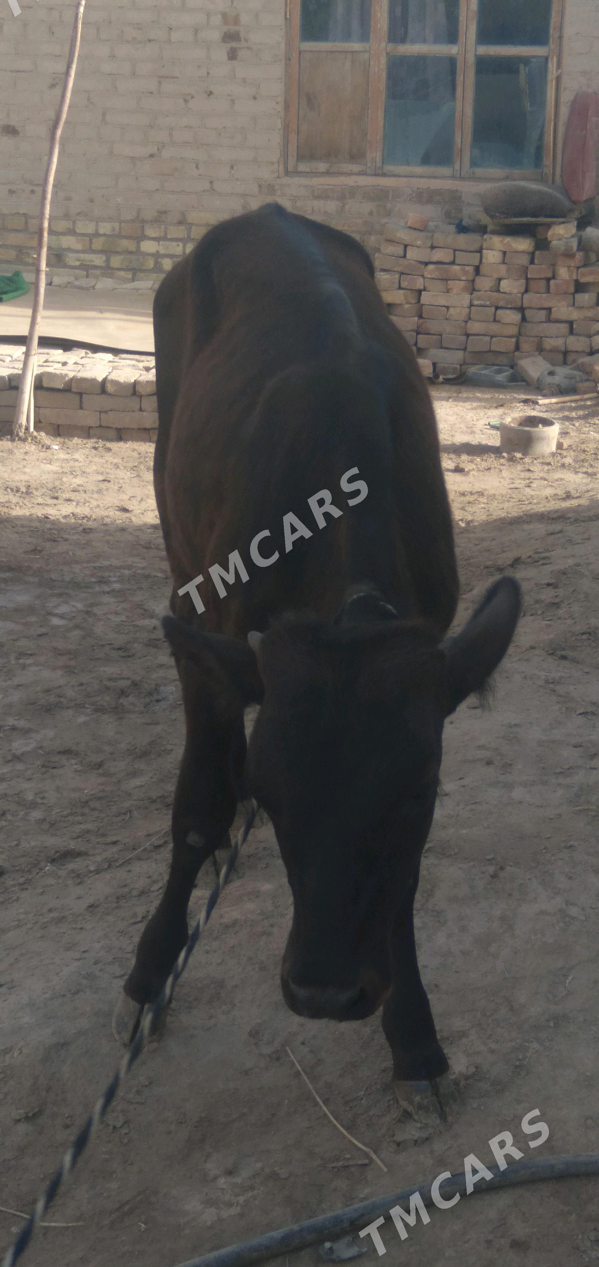 okuzceler - Türkmenabat - img 2