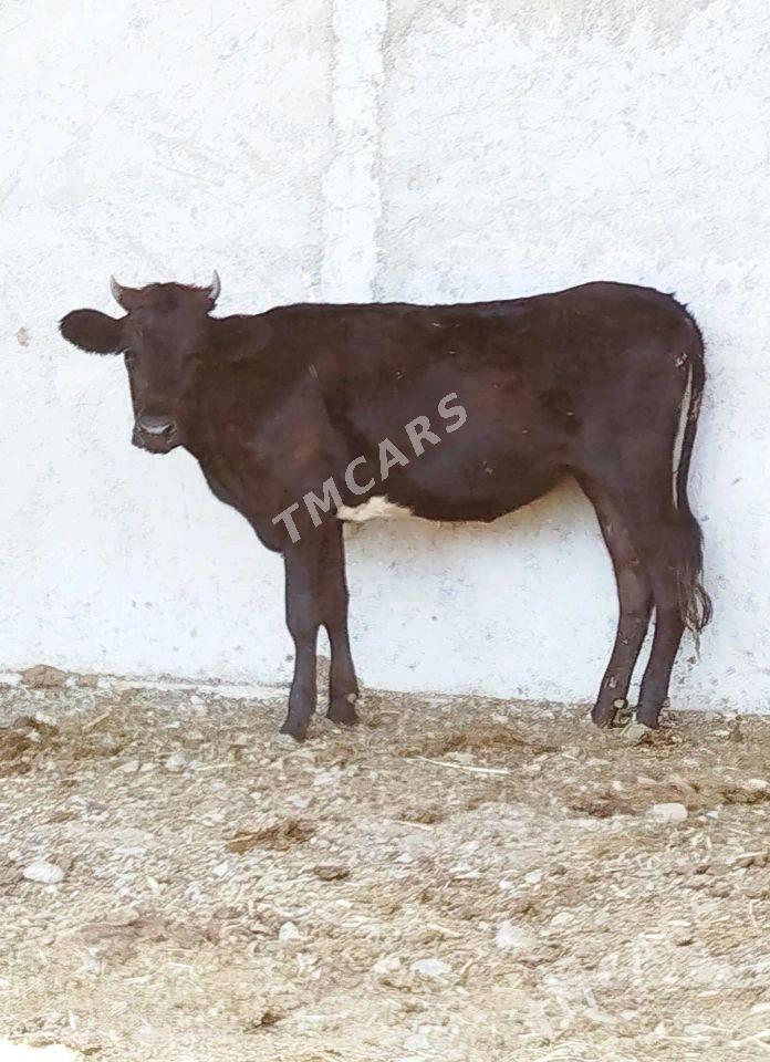 TÜWE  WE ÖKÜZ - Gökdepe - img 3