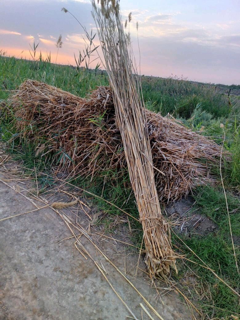 Gamyş - Boldumsaz - img 3
