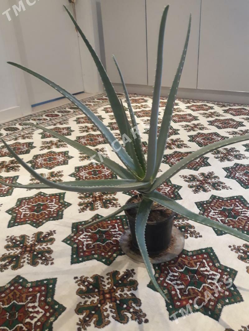 Aloe wera - Olimpiýa şäherçesi - img 2