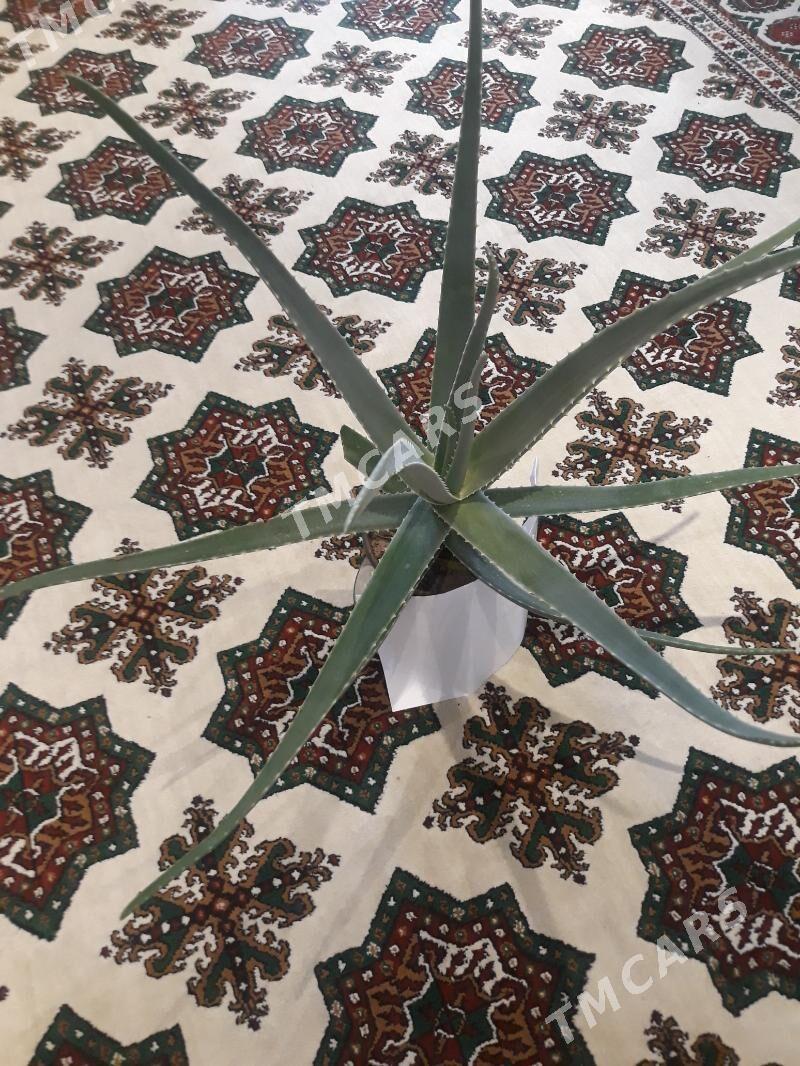 Aloe wera - Olimpiýa şäherçesi - img 4