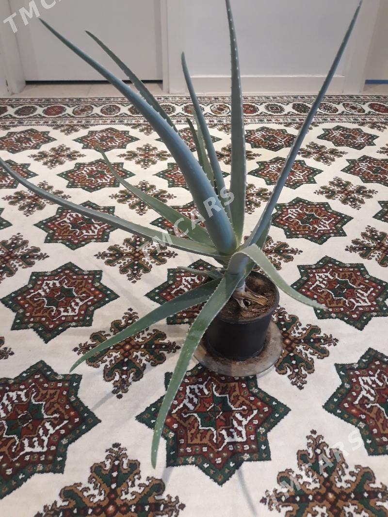Aloe wera - Olimpiýa şäherçesi - img 3
