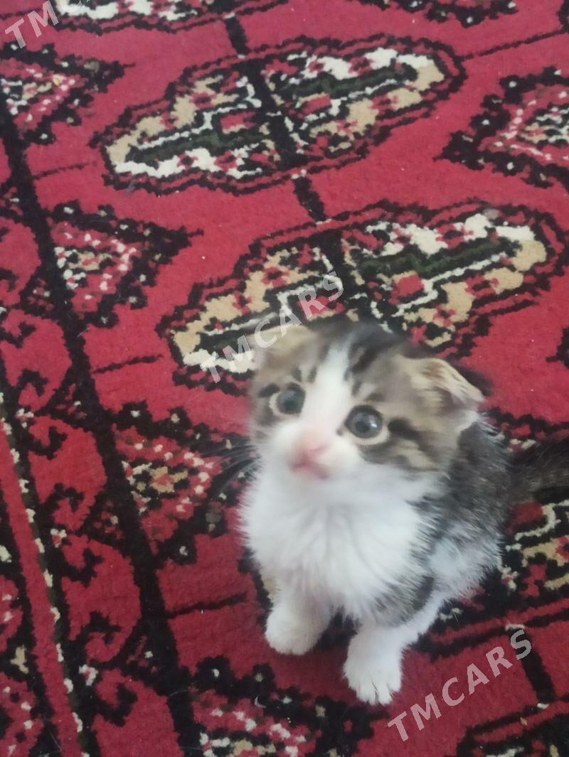 шотландский котята мтис - Şabat etr. - img 4