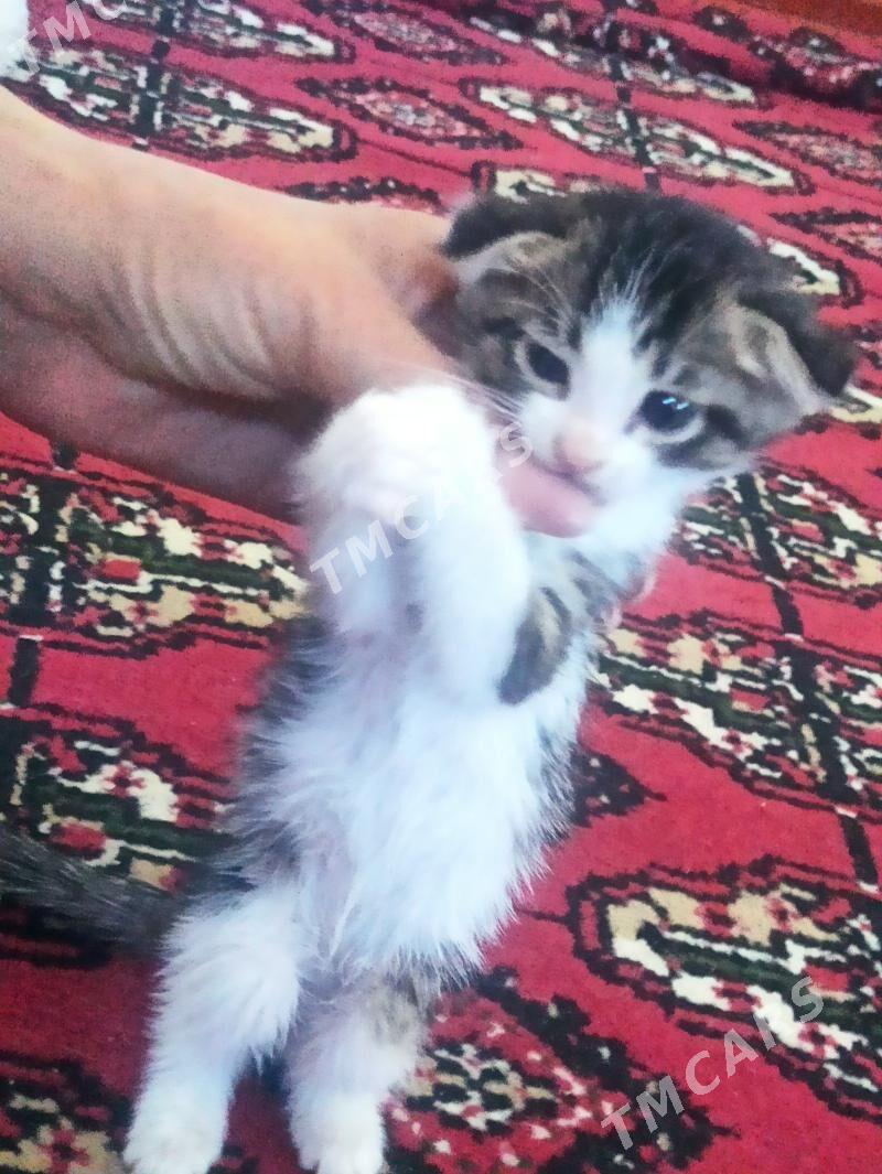 шотландский котята мтис - Şabat etr. - img 3