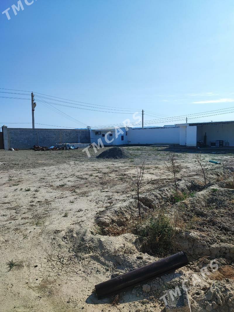 ferma towuk induk juyje sygyr - Ашхабад - img 5