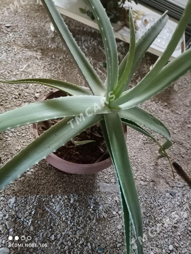 aloe - Balkanabat - img 3