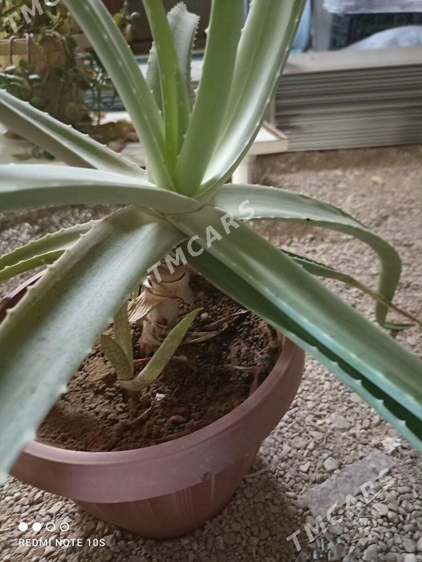 aloe - Balkanabat - img 2