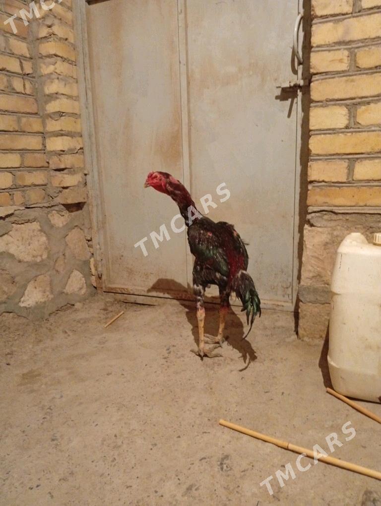 ozbek juyje - Hojambaz - img 2
