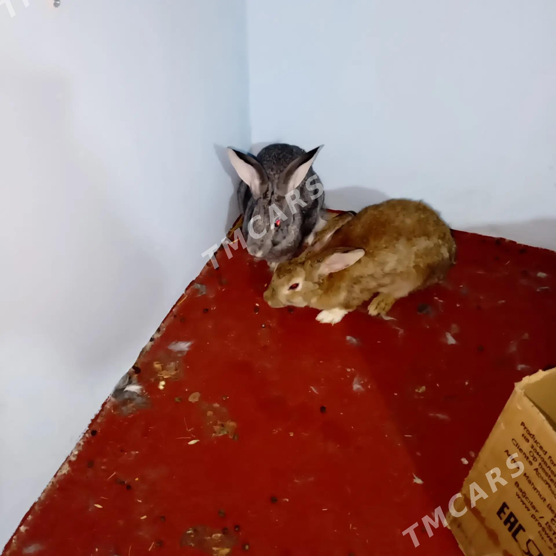 Towşan yetişen guzlap duran - Гёкдепе - img 3