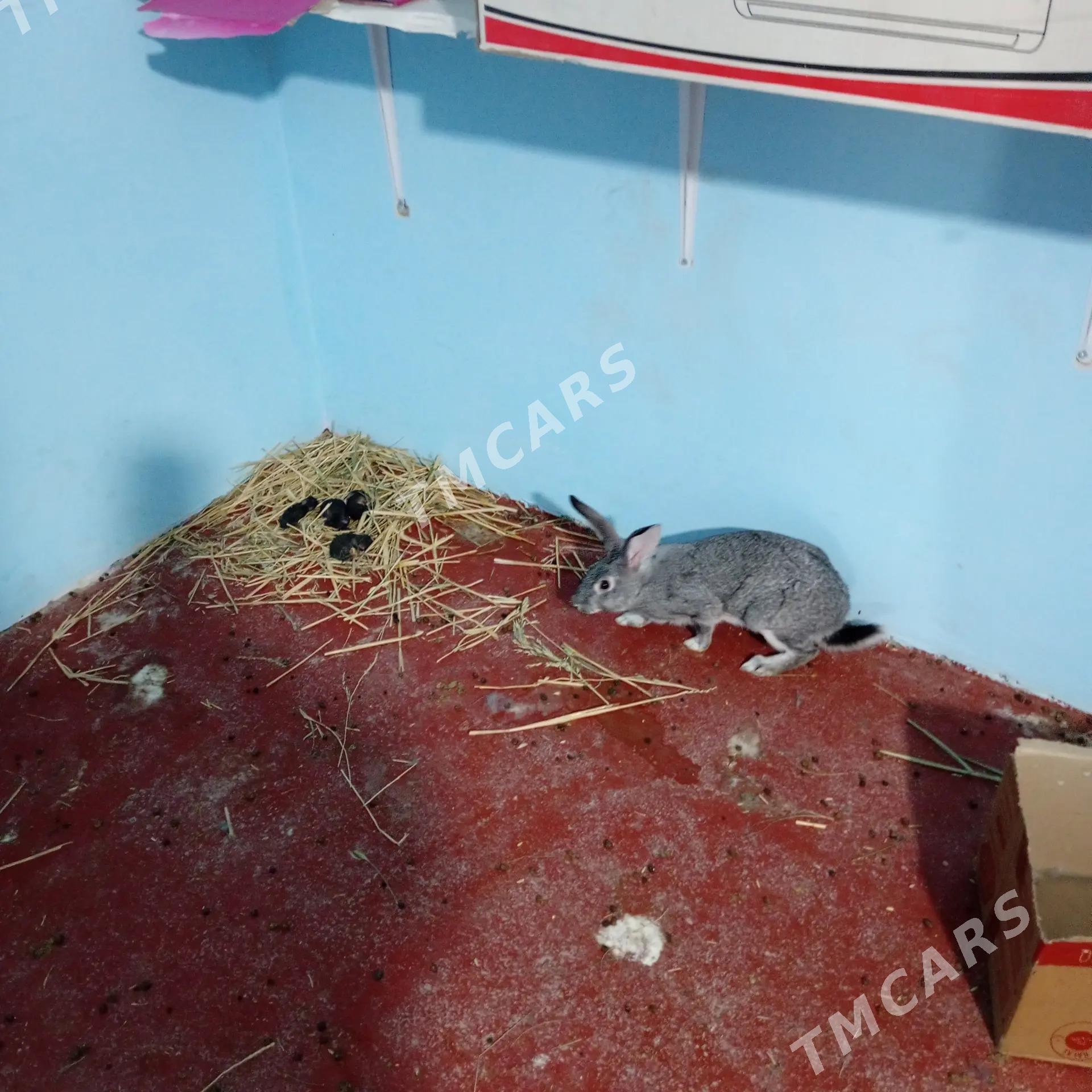 Towşan yetişen guzlap duran - Гёкдепе - img 8