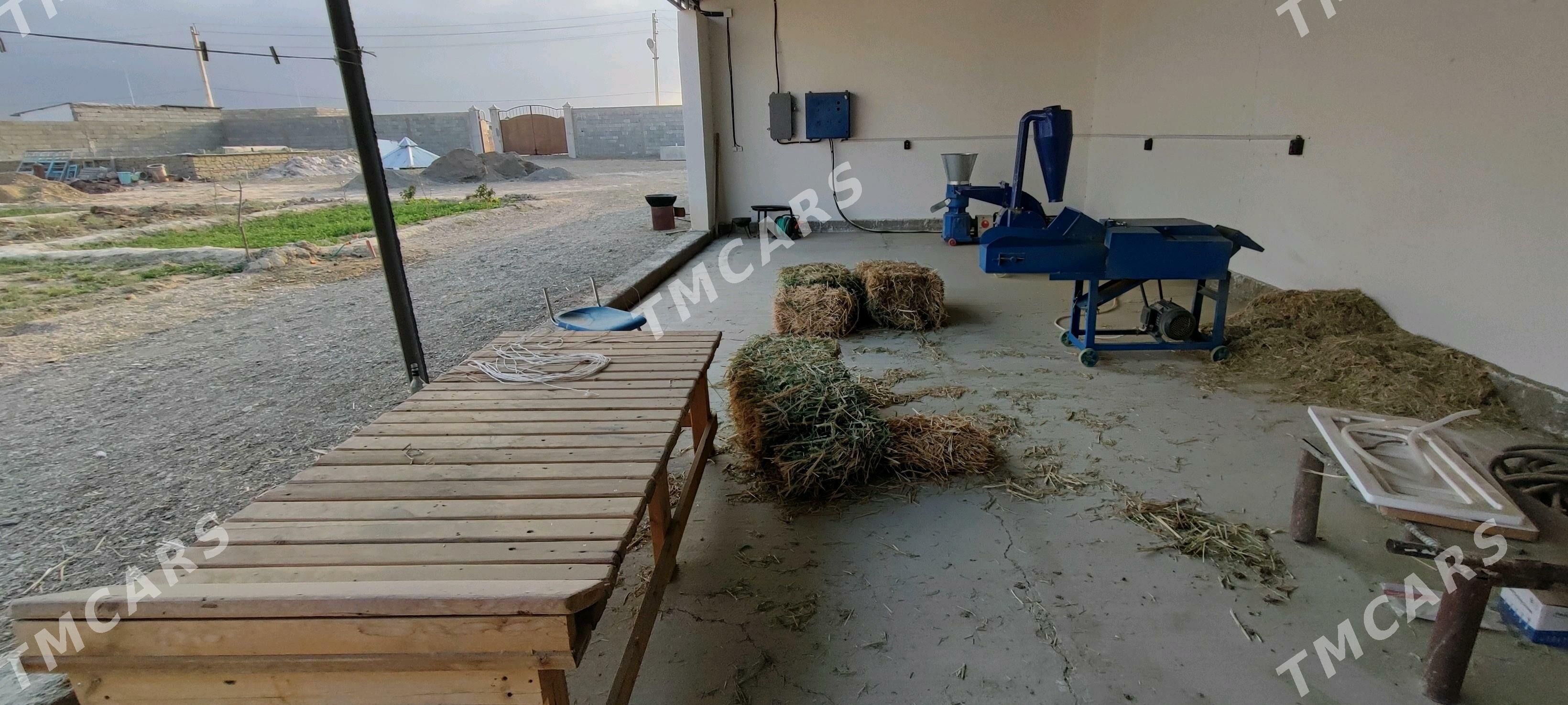 jay ferma sygyr induk juyje - Aşgabat - img 3