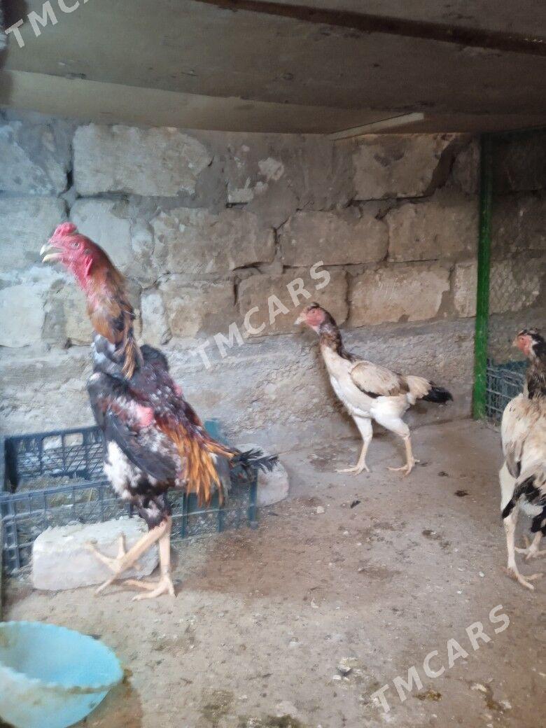 Taşgent Abmen.. - Aşgabat - img 3