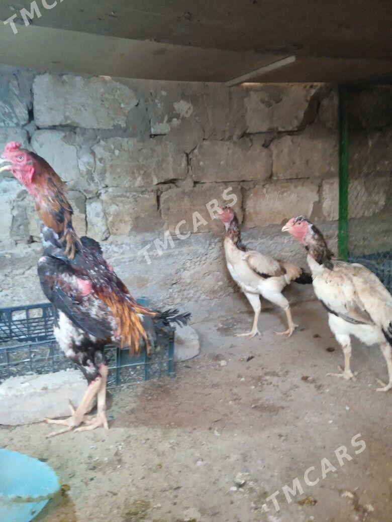 Taşgent Abmen.. - Aşgabat - img 4