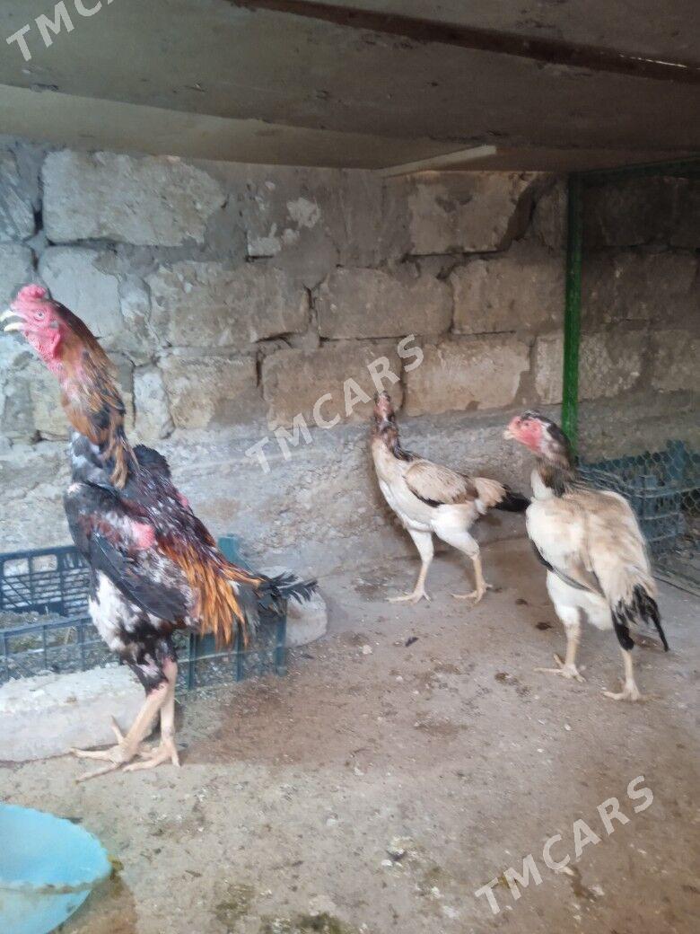 Taşgent Abmen.. - Aşgabat - img 5