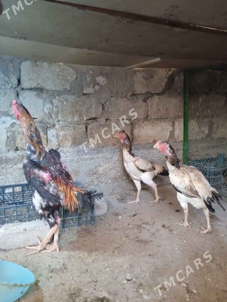 Taşgent Abmen.. - Aşgabat - img 2