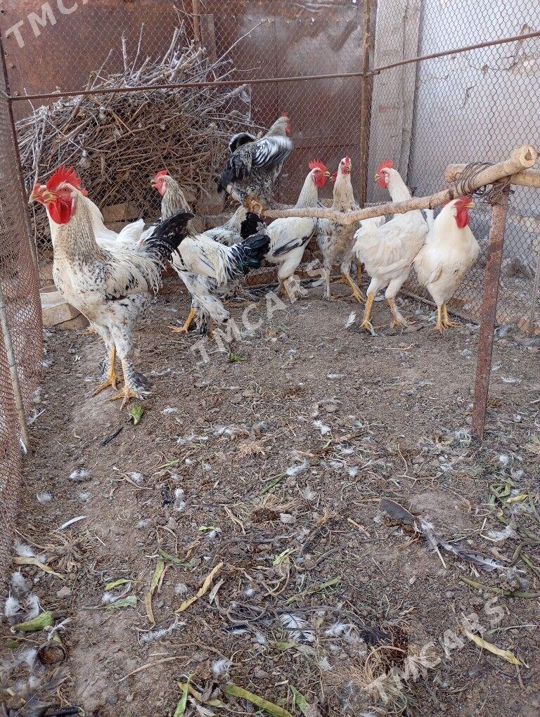 horaz - Türkmenabat - img 3