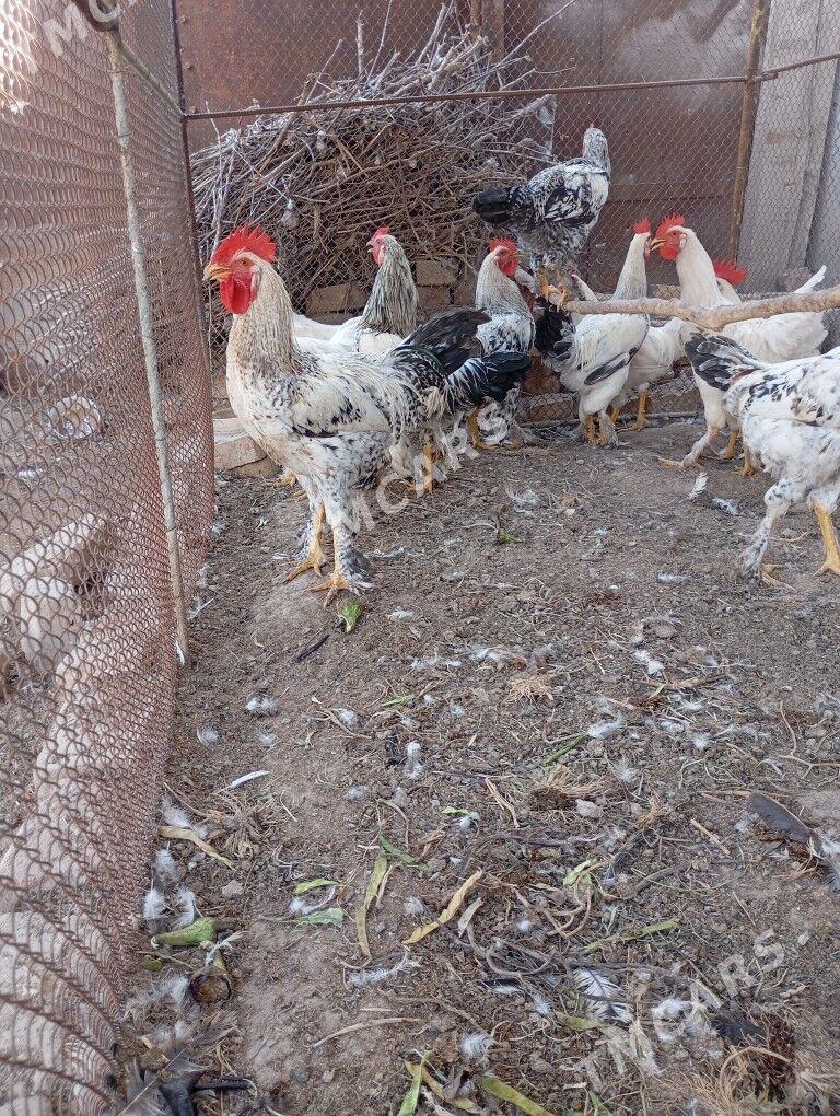 horaz - Türkmenabat - img 2