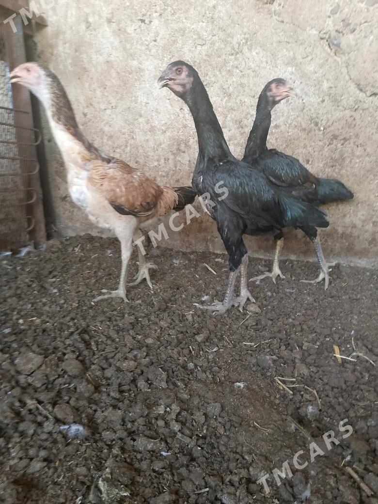 tasgent - Aşgabat - img 2