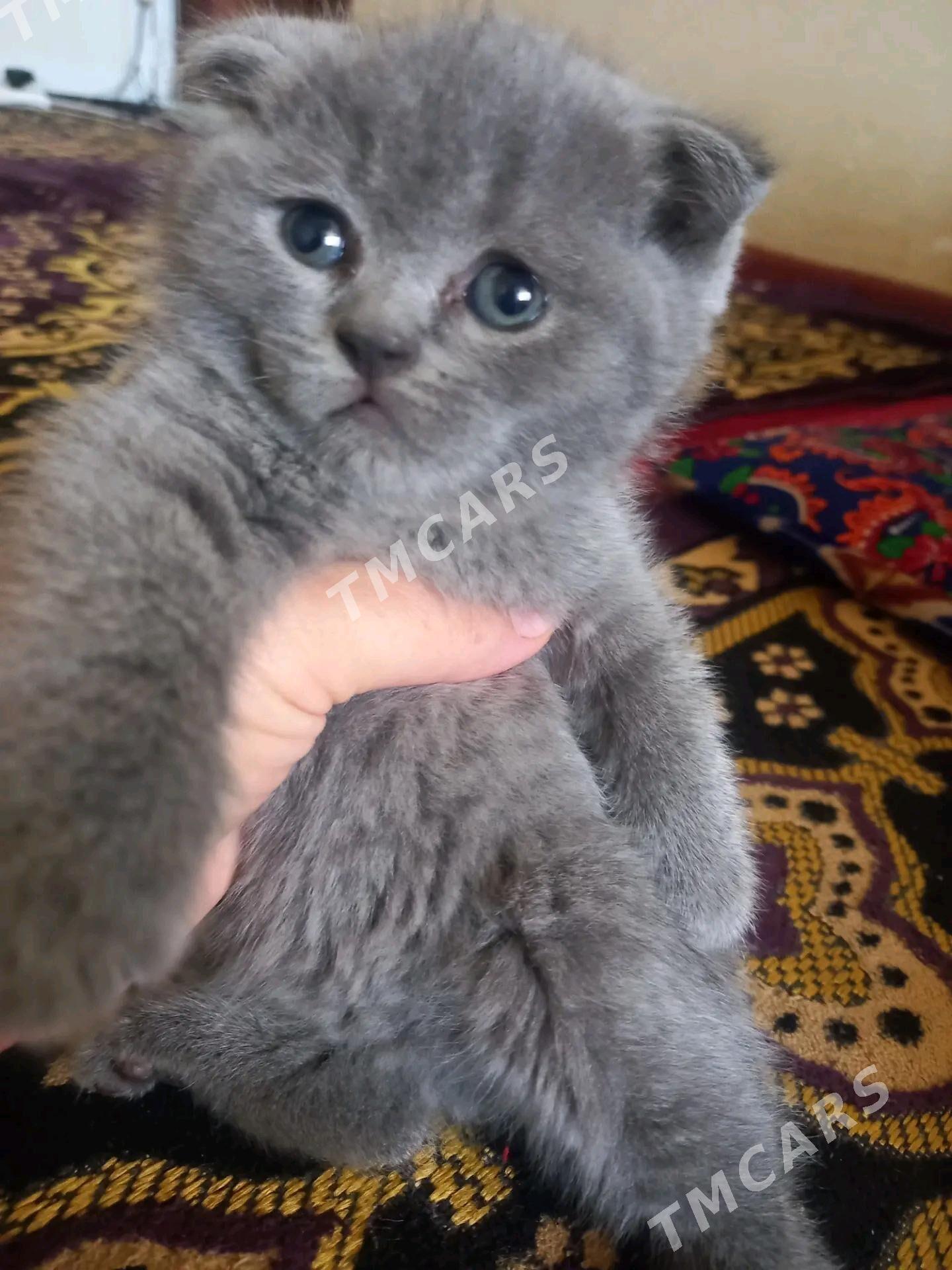 котята шотландские вислоухие - Türkmenabat - img 2