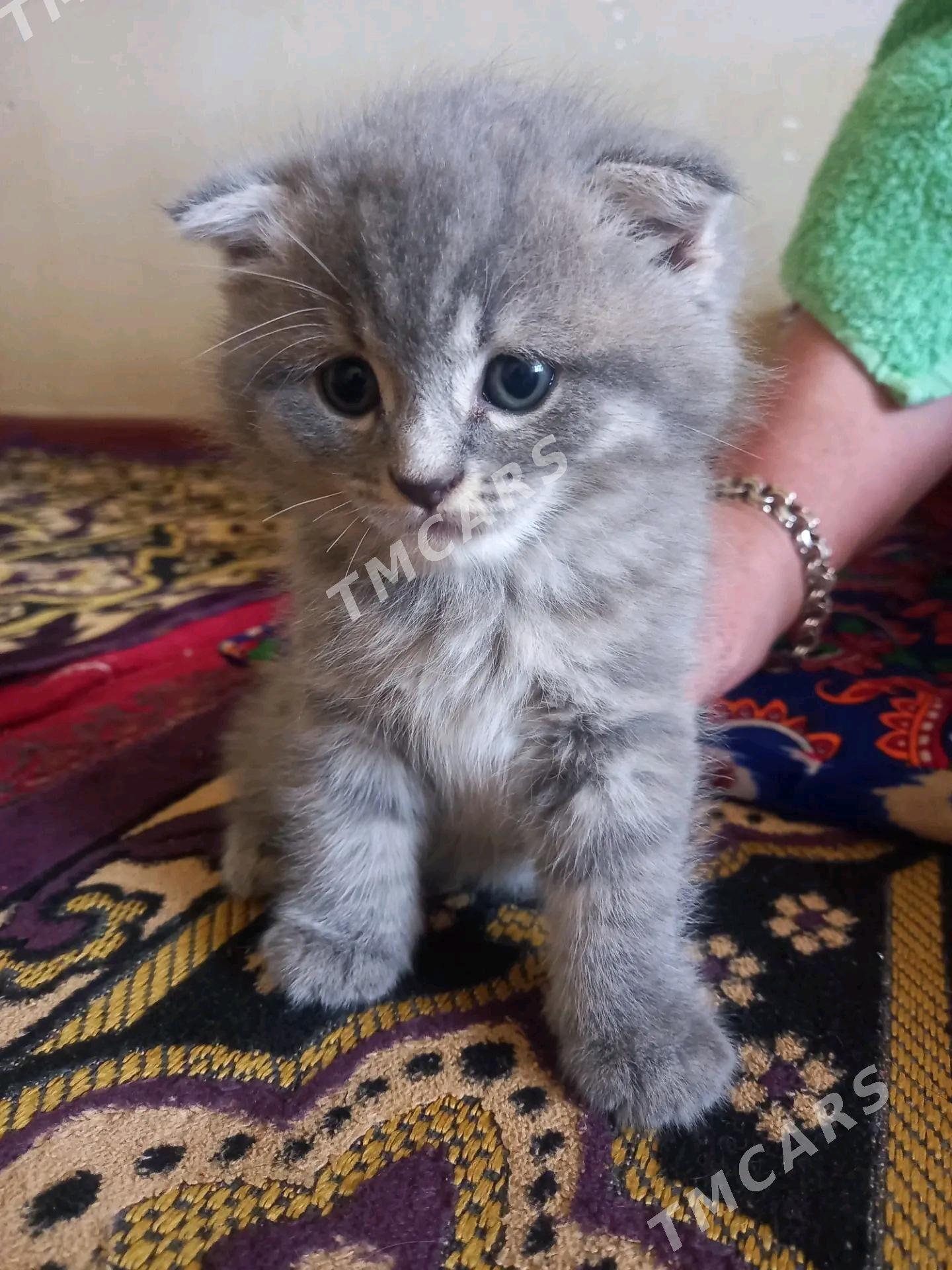 котята шотландские вислоухие - Türkmenabat - img 4