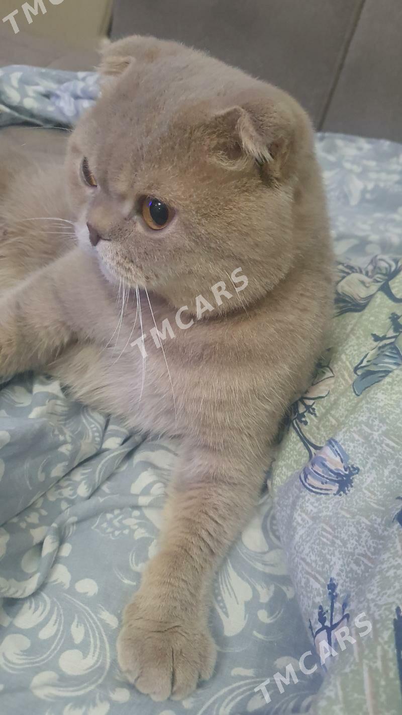 Вислоухий КОТ - Ашхабад - img 2