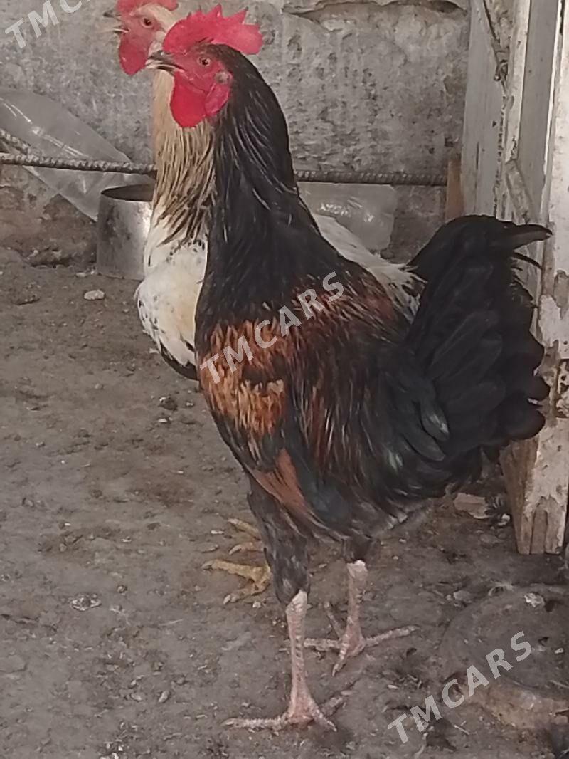 Horaz - Türkmenabat - img 2