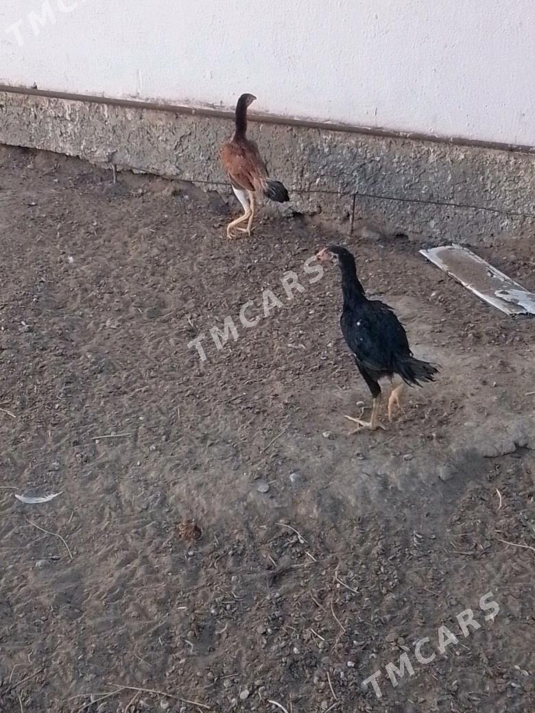 taskent - Кипджак - img 2