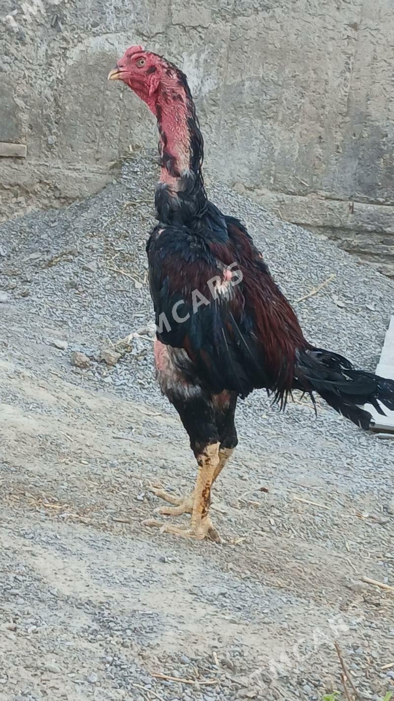 Taşkent horaz - Büzmeýin - img 2