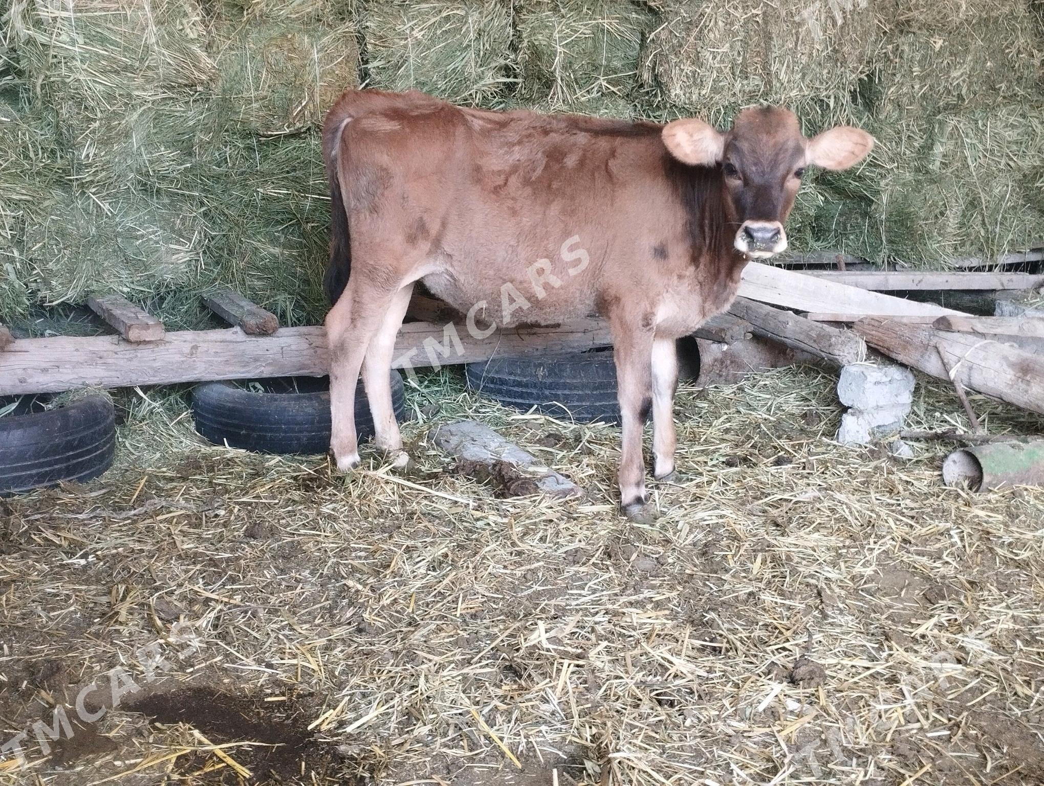 Göleli sygyr.bh.115mln - Büzmeýin - img 4
