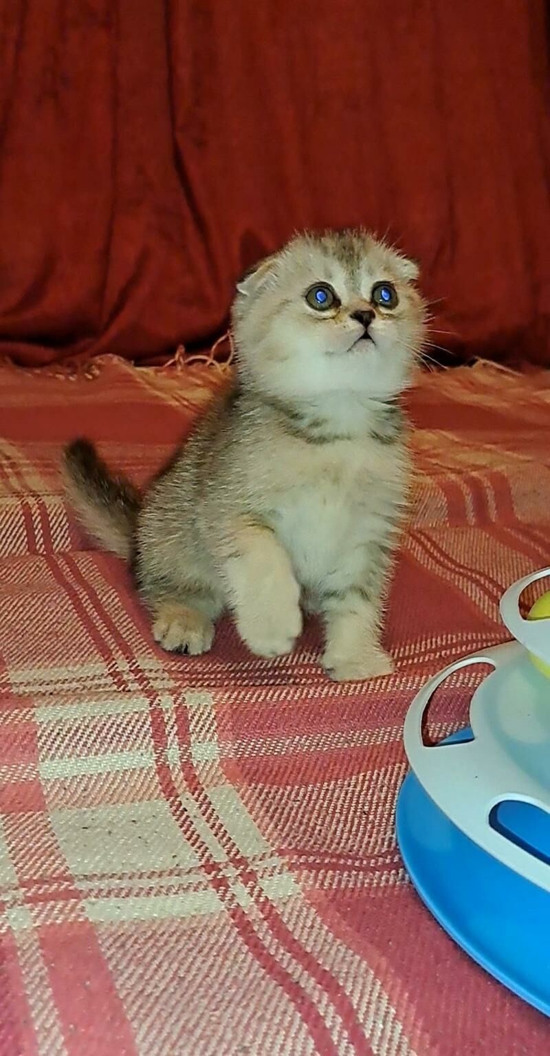 шотландские вислоухие котята - Ашхабад - img 4