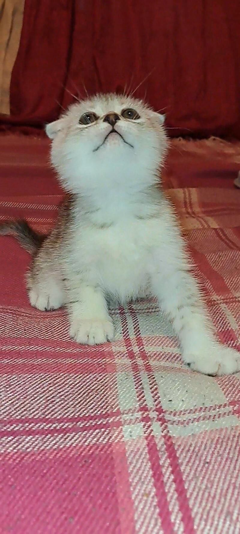 шотландские котята - Ашхабад - img 3