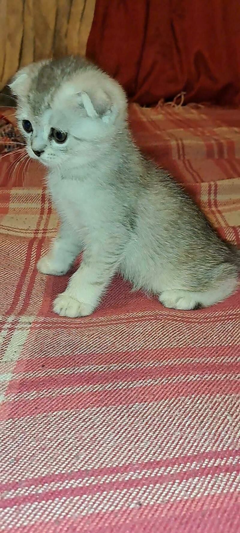 шотландские котята - Ашхабад - img 2