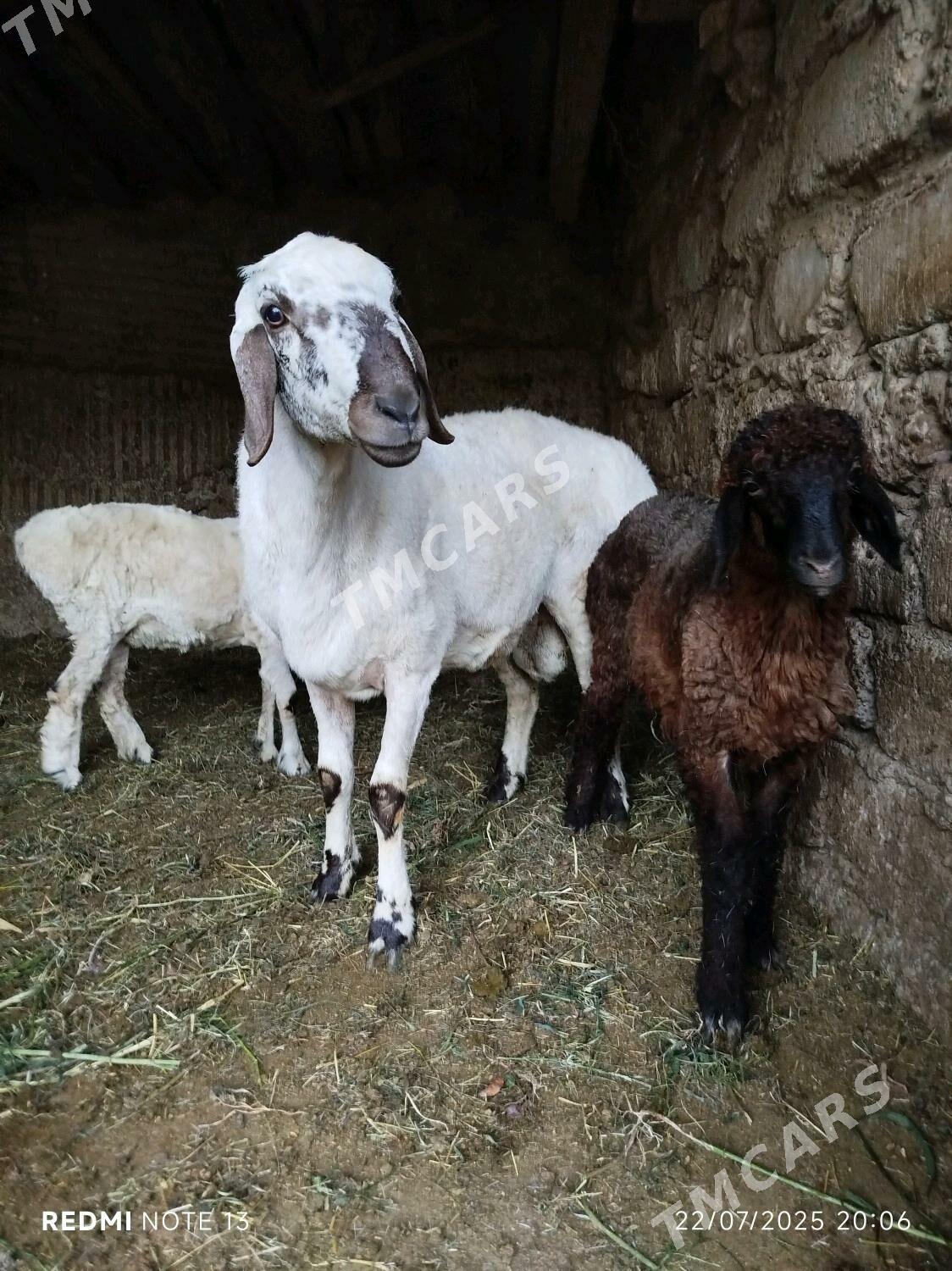 Gisar goç höwür üçin - Ýanbaş - img 3