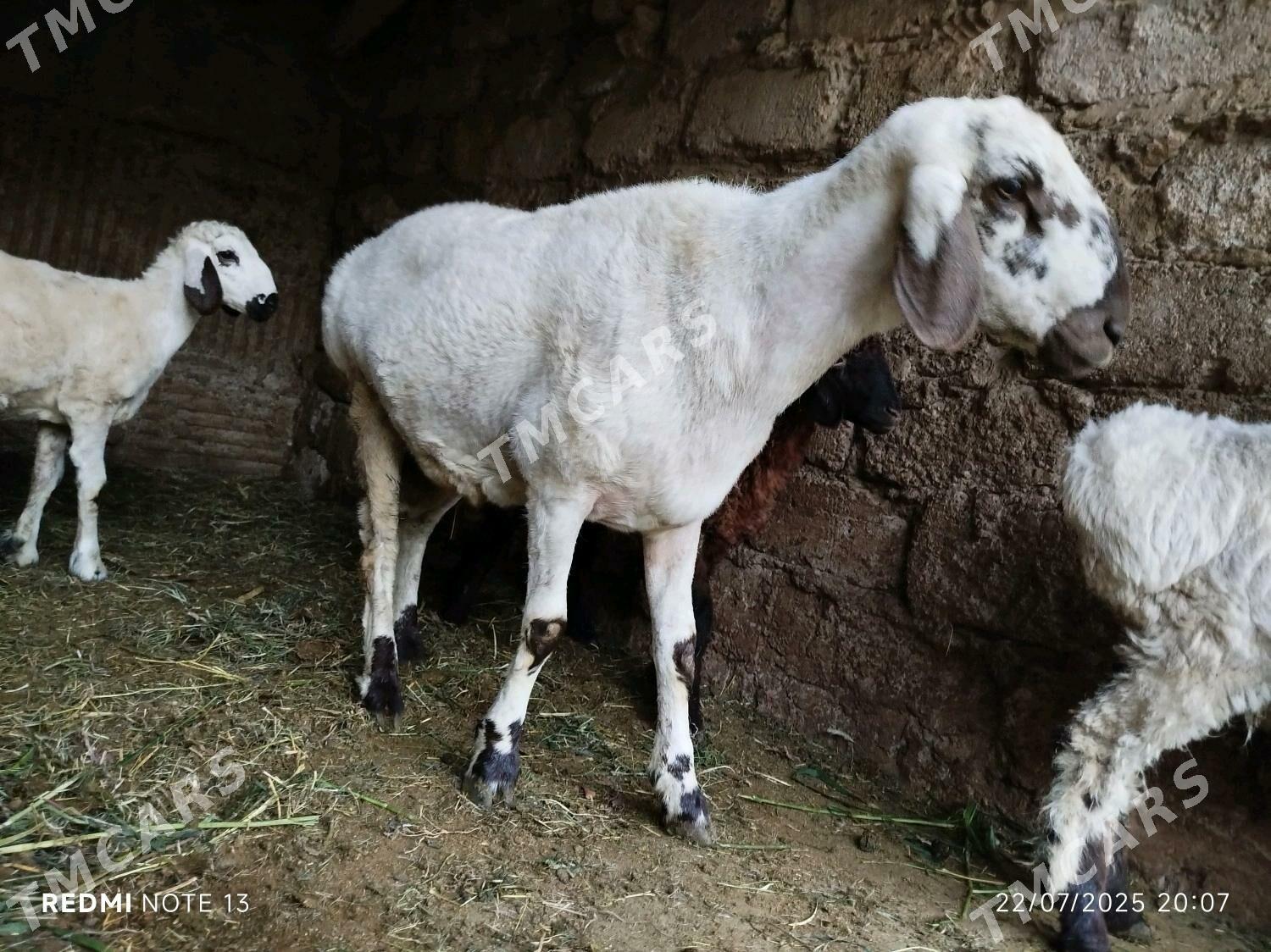 Gisar goç höwür üçin - Ýanbaş - img 2