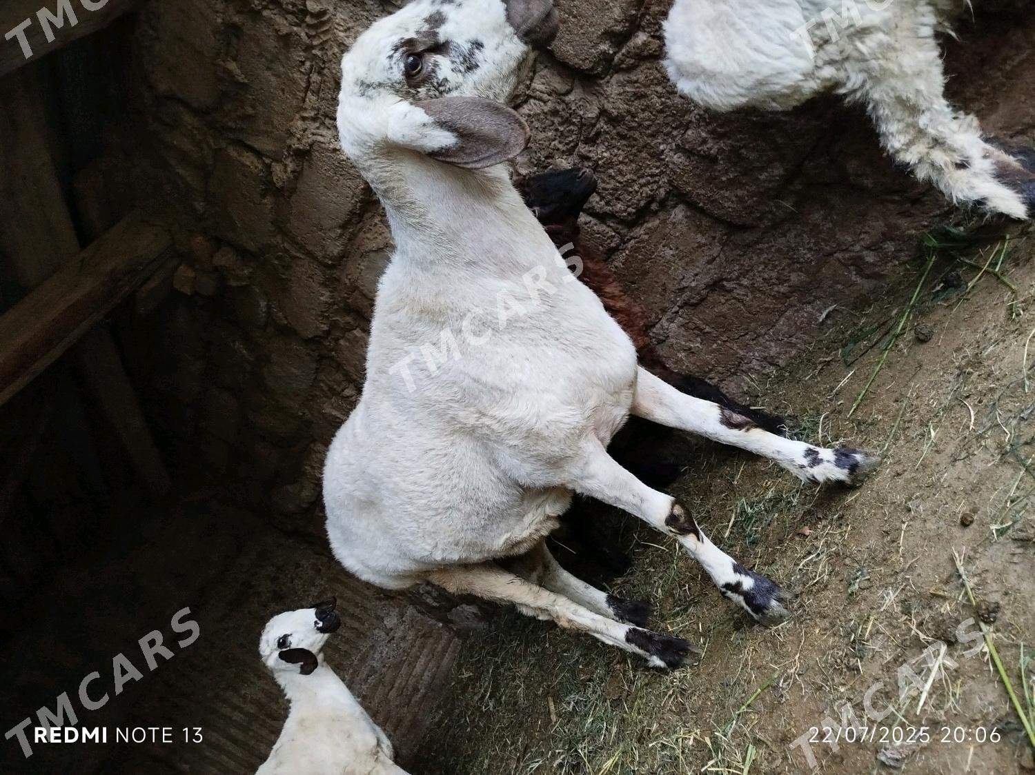 Gisar goç höwür üçin - Ýanbaş - img 4