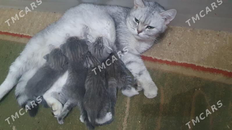 Шотландские котята - Aşgabat - img 2
