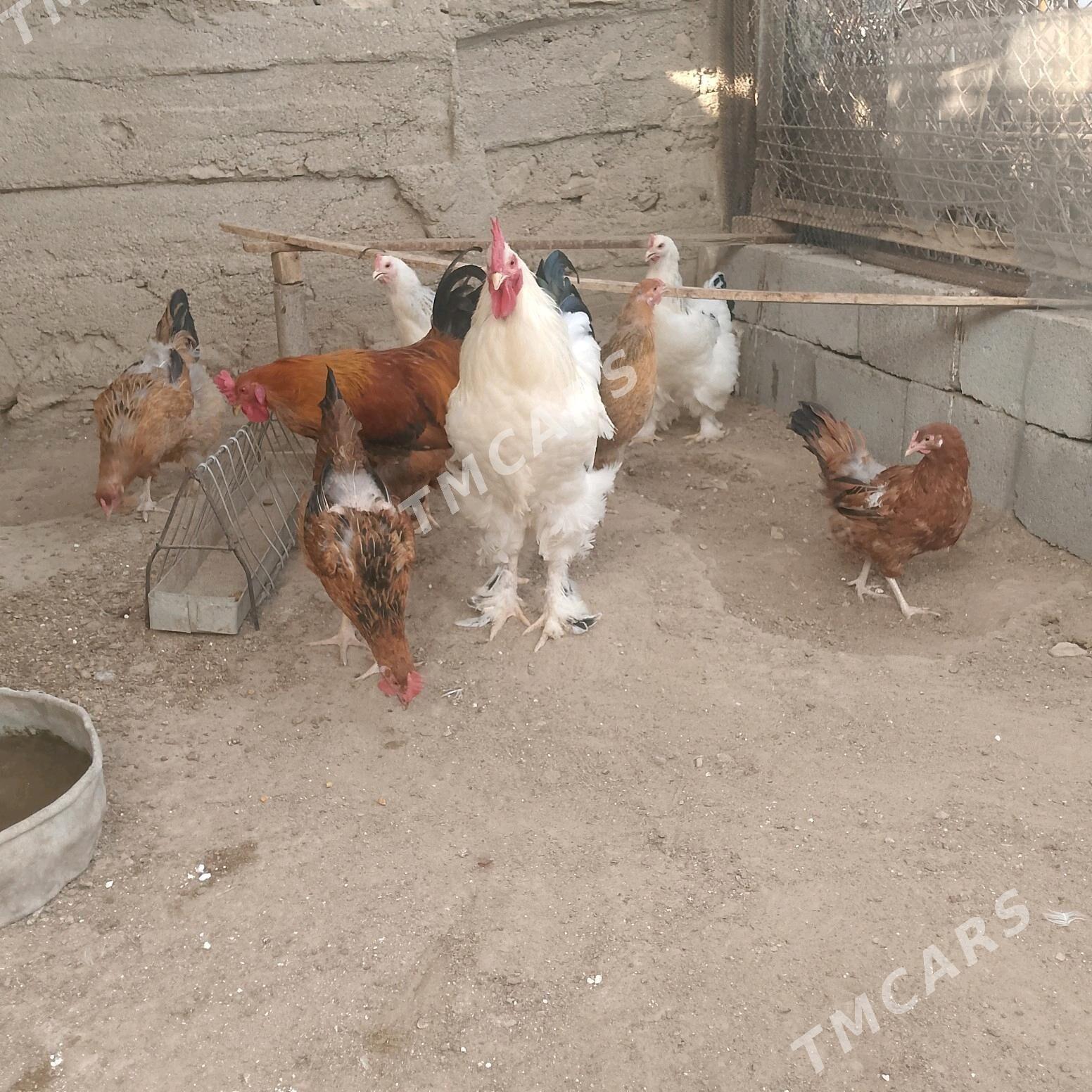 Tawuk - Balkanabat - img 2