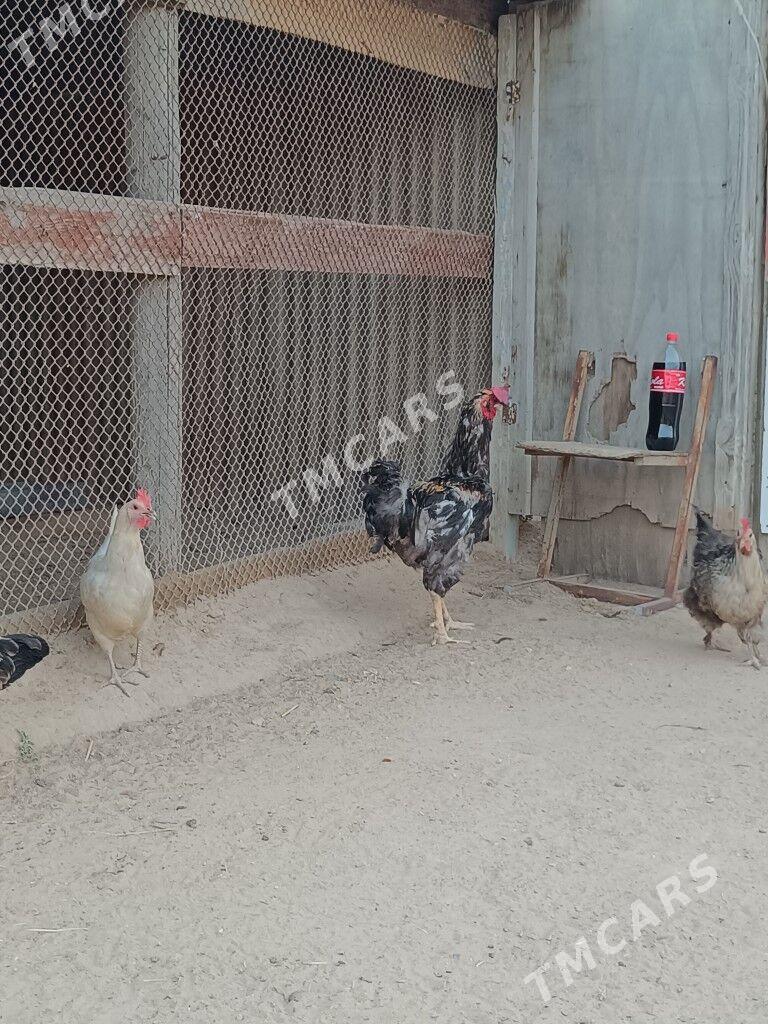 Horaz Петух  - Türkmenbaşy - img 2
