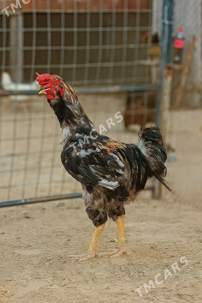 Horaz Петух  - Türkmenbaşy - img 4