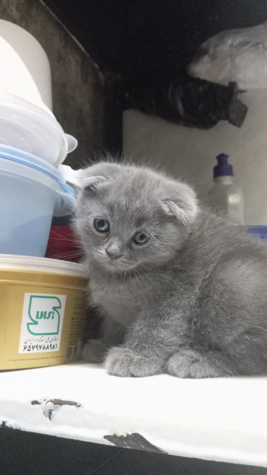 Котята - Mary - img 3
