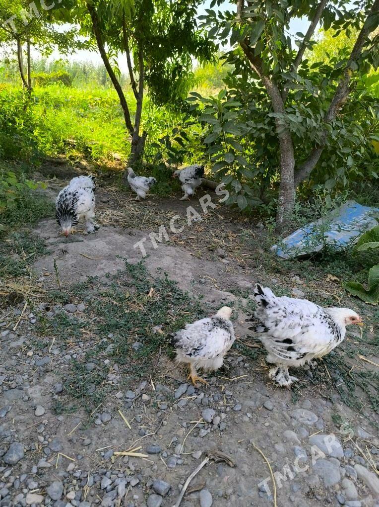 Брама - Türkmenabat - img 5