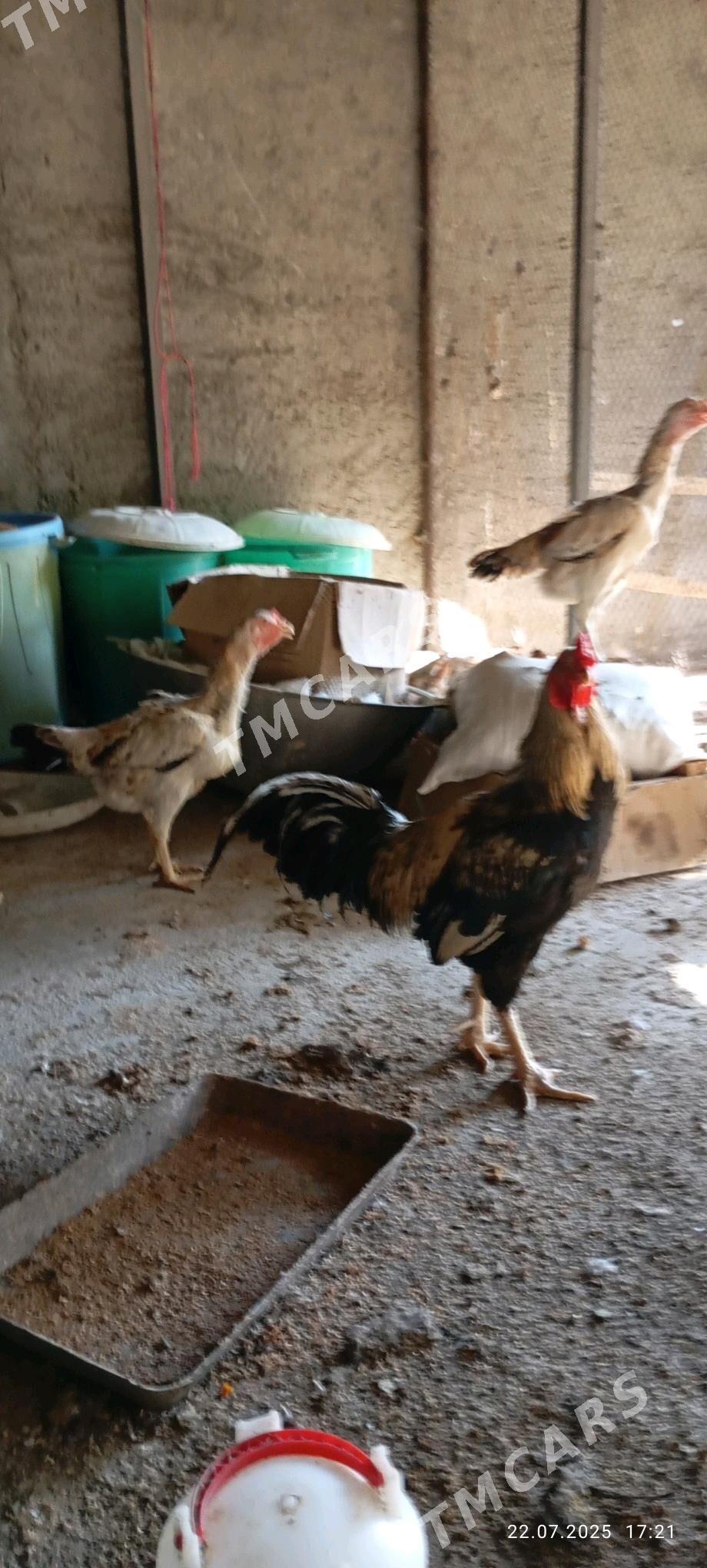 Taşkent towuklar - Ашхабад - img 2