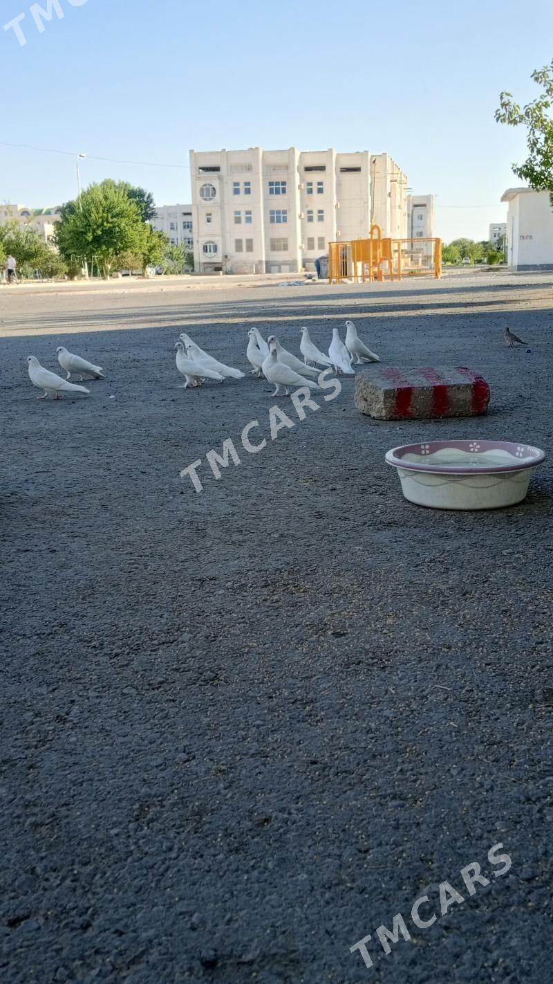Kepderi - Балканабат - img 2