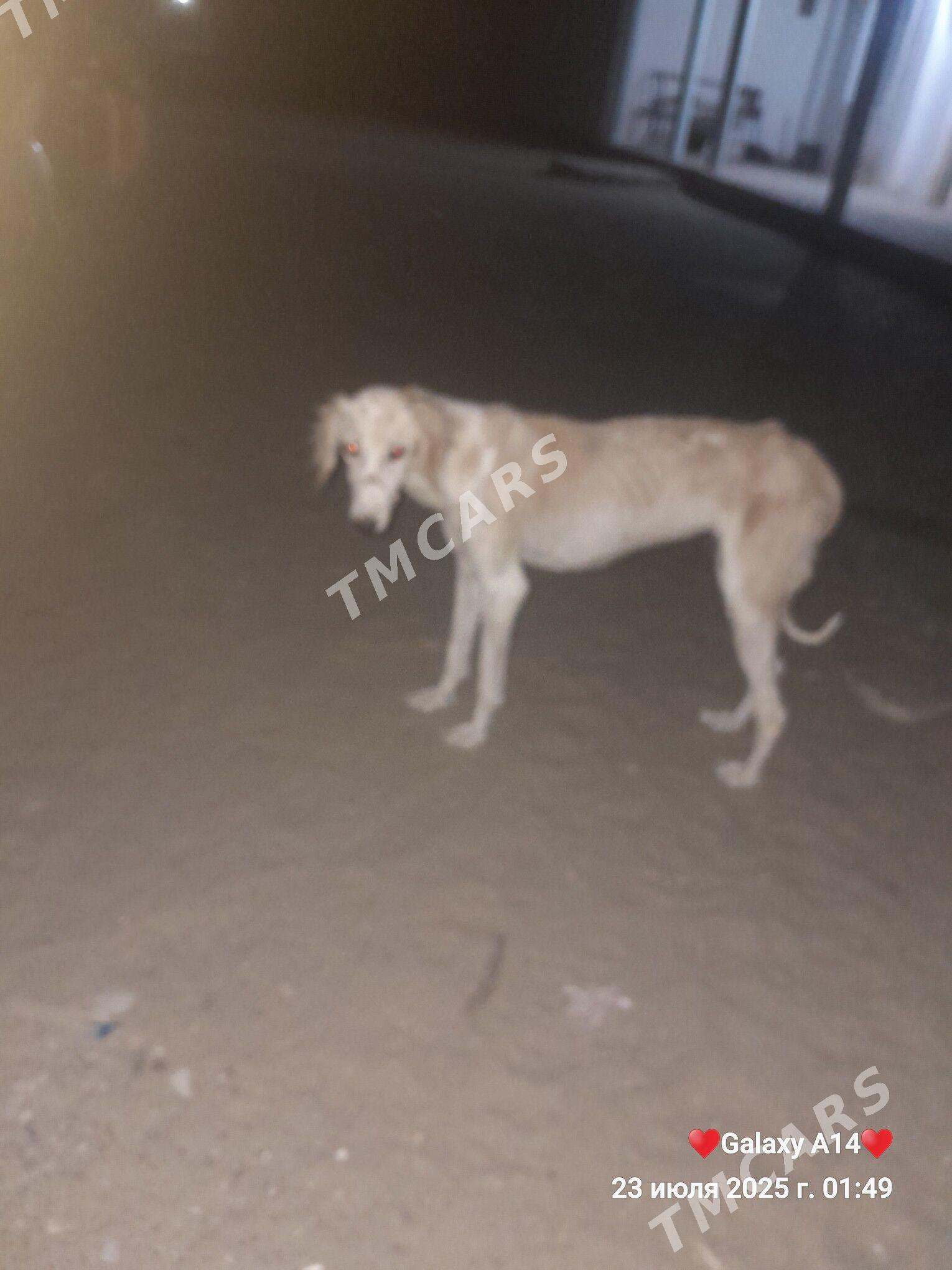 tazi - Balkanabat - img 3