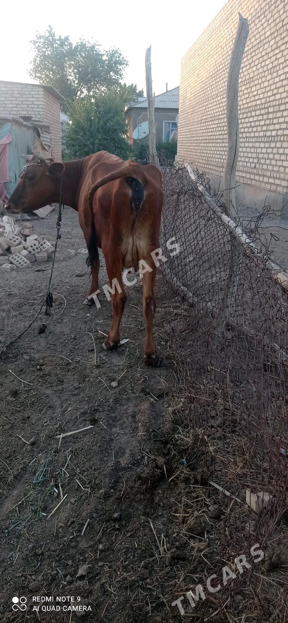 göleli sygyr - Babadaýhan - img 2