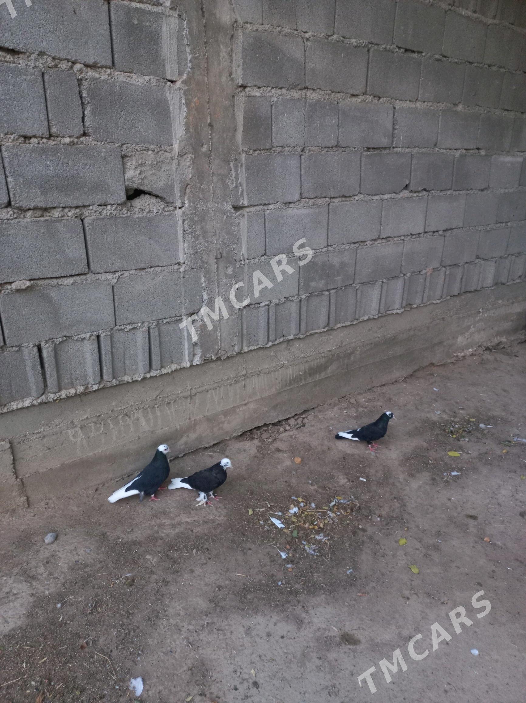 kepderi - Hitrowka - img 2