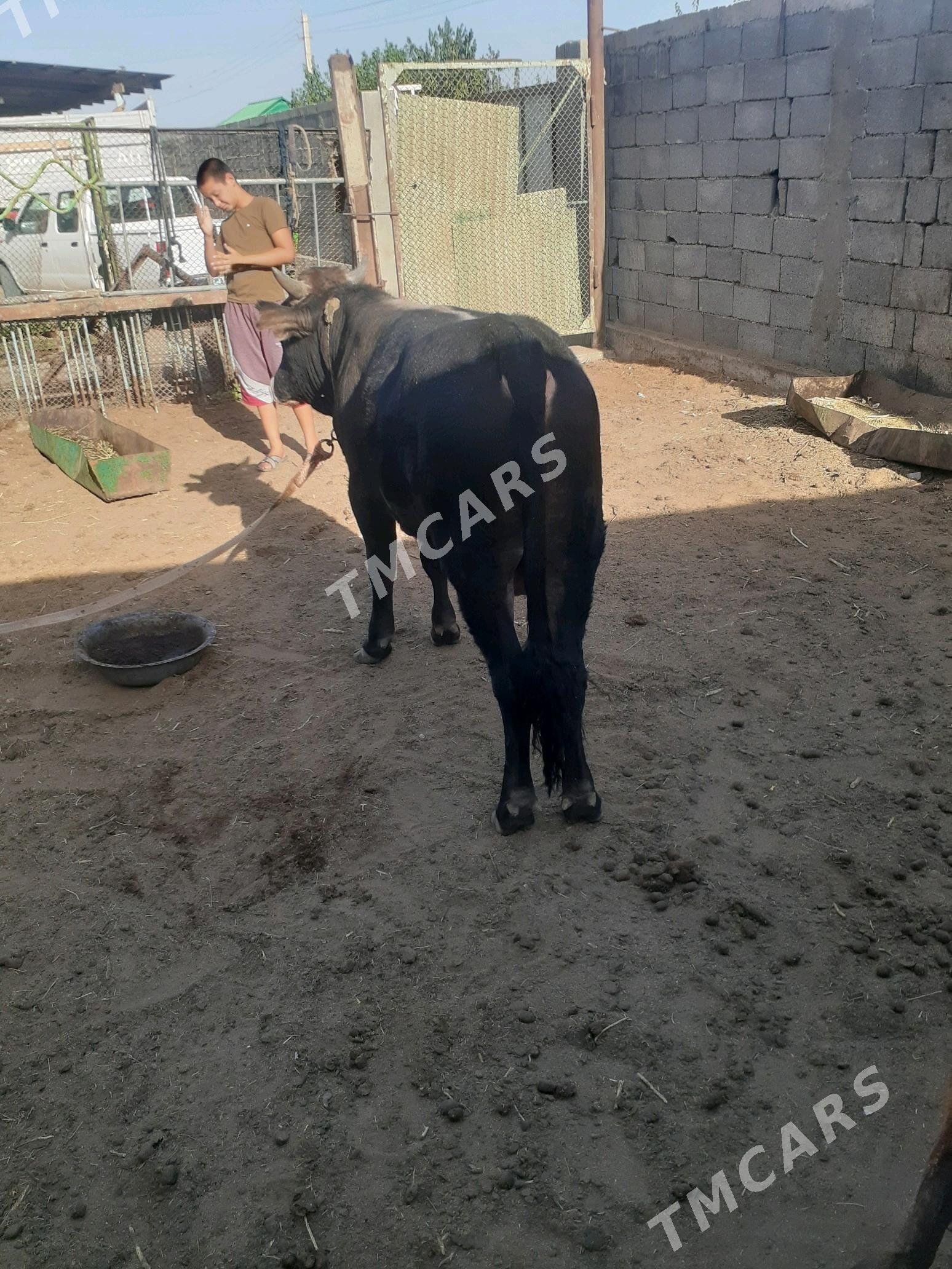 oküz - Aşgabat - img 3